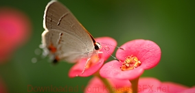 免费手机号轰炸机